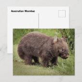 Australian Wombat Briefkaart (Voorkant / Achterkant)