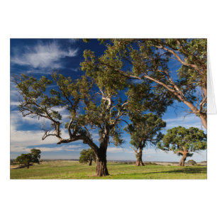 Australie, Barossa Valley, Mount Pleasant