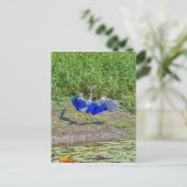 AUSTRALIË BIRD STORK AUSTRALIË MET KUNSTEFFECTEN BRIEFKAART (Staand voorkant)