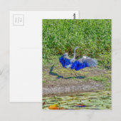 AUSTRALIË BIRD STORK AUSTRALIË MET KUNSTEFFECTEN BRIEFKAART (Voorkant / Achterkant)