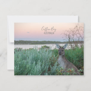 Australië Coffin Bay Kangaroo Sunset Foto Briefkaart