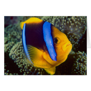 Australie, Grande Barrière de corail, Anémonefish