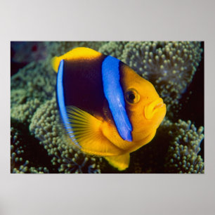 Australië, Great Barrier Reef, Anemonefish Poster