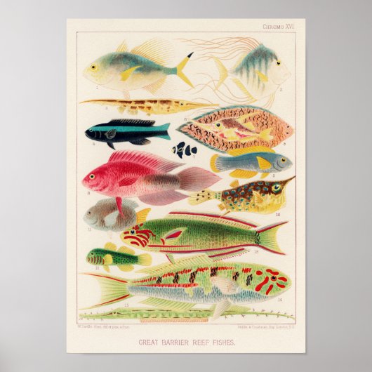 Australië - Great Barrier Reef Fishes 6 Poster (Voorkant)