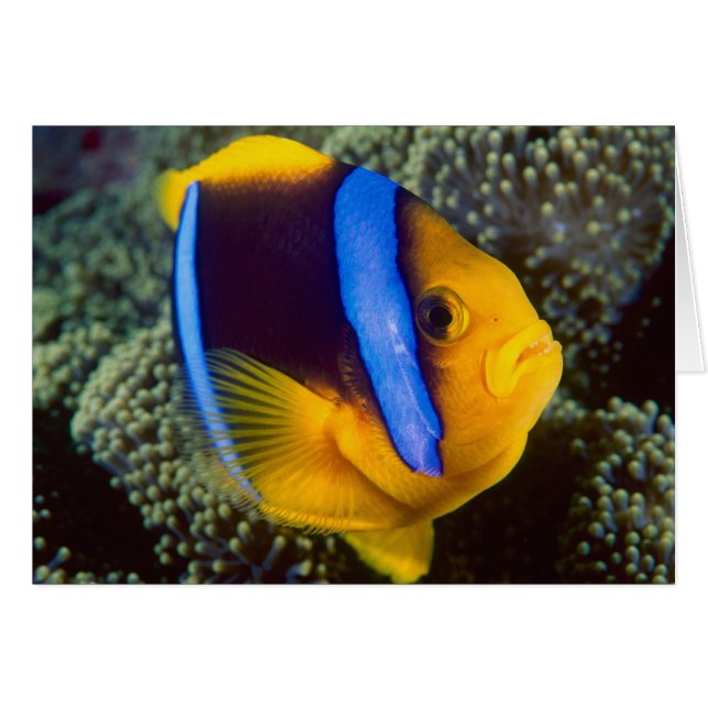 Australië, Groot Barrièrerif, Anemoonvis (Voorkant Horizontaal)