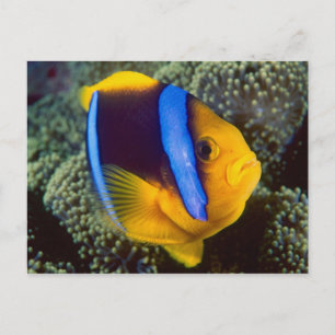 Australië, Groot Barrièrerif, Anemoonvis Briefkaart