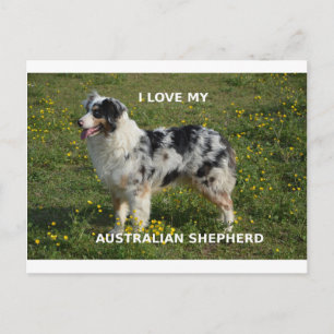 australië herder blauwe merle liefde pic briefkaart