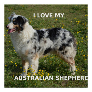 australië herder blauwe merle liefde pic perfect poster