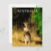 Australië Kangaroo Briefkaart (Voorkant / Achterkant)