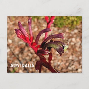 Australië: Kangaroo Paw bloem 2 Briefkaart