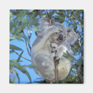 Australië, Koala Phasclarctos Cinereus Magneet