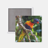 Australië: Lorikeet Bird koelkast magnet Magneet (Voorkant / Achterkant)