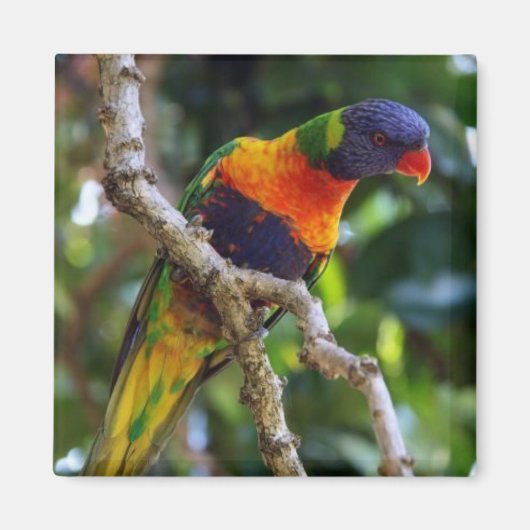 Australië: Lorikeet Bird koelkast magnet Magneet (Voorkant)