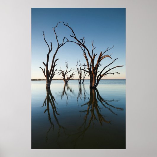 Australië, Murray River Valley, Barmera, Lake Poster (Voorkant)