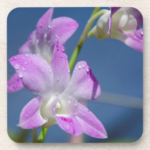 Australië, noordelijk gebied, Darwin Drankjes Onderzetter