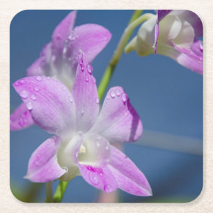 Australië, noordelijk gebied, Darwin Vierkante Kartonnen Onderzetter