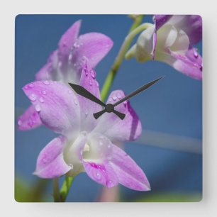 Australië, noordelijk gebied, Darwin Vierkante Klok