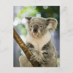 Australië, Queensland, Brisbane, Fig Tree Briefkaart