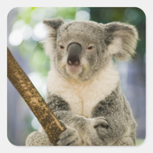 Australië, Queensland, Brisbane, Fig Tree Vierkante Sticker