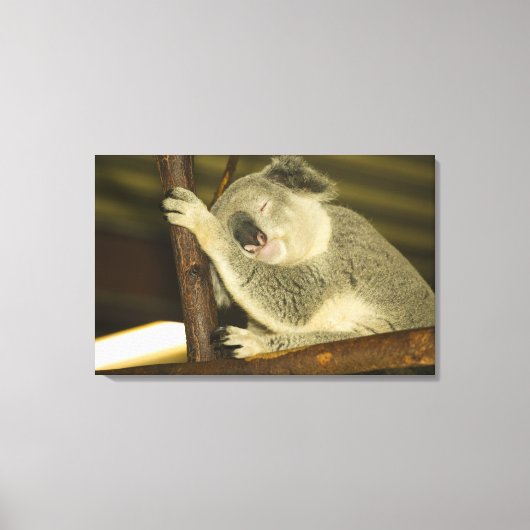 Australië, Queensland, Brisbane. Varkensboom Canvas Afdruk (Voorkant)