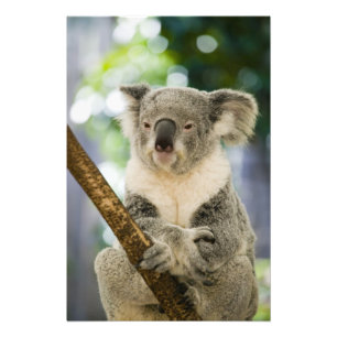 Australië, Queensland, Brisbane, Varkensboom Foto Afdruk