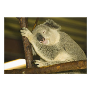 Australië, Queensland, Brisbane. Varkensboom Foto Afdruk