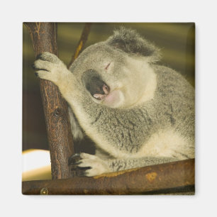 Australië, Queensland, Brisbane. Vijgenboom Magneet