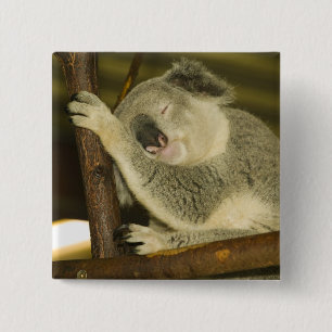 Australië, Queensland, Brisbane. Vijgenboom Vierkante Button 5,1 Cm