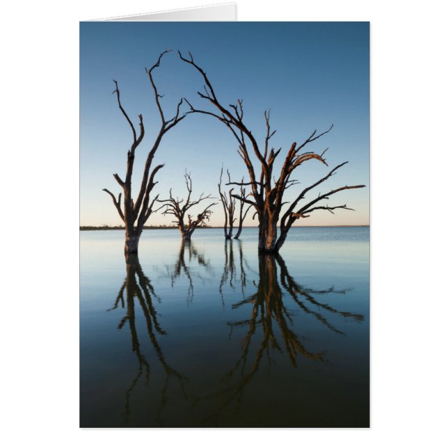 Australie, vallée du Murray, Barmera, lac (Devant)