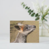 Australië - Wallaby Briefkaart (Staand voorkant)
