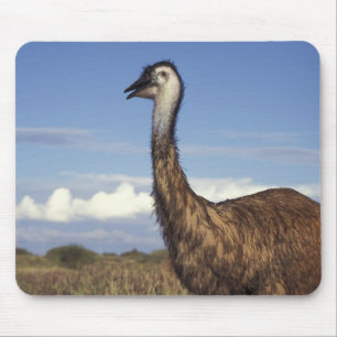 Australië, Western Australië. Emu (Dromaius) Muismat