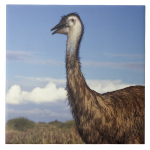 Australië, Western Australië. Emu (Dromaius) Tegeltje