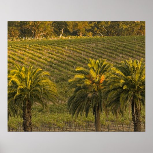 Australië, Zuid-Australië, Barossa Valley, Poster (Voorkant)