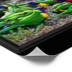 Australisch Birdwatchers Collage Poster
