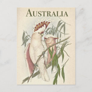 Australisch Briefkaart Galah