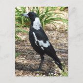 Australisch Briefkaart Magpie (Voorkant)