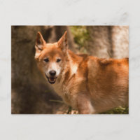 Australisch dingo-briefkaart