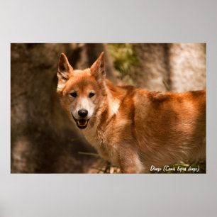 Australisch dingo-poster poster