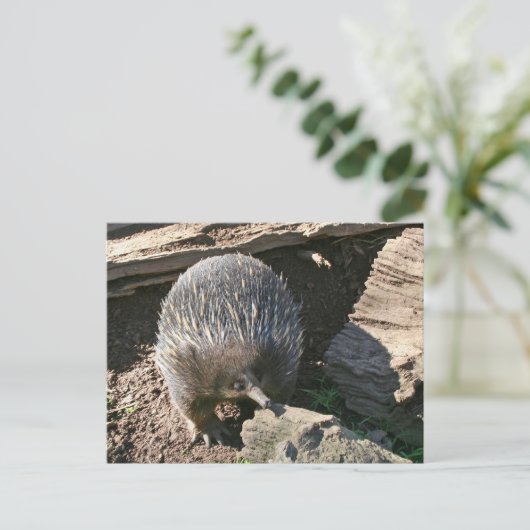 Australisch Echidna-Briefkaart Briefkaart (Staand voorkant)