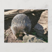 Australisch Echidna-Briefkaart Briefkaart (Voorkant)