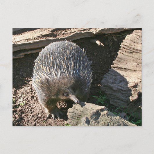 Australisch Echidna-Briefkaart Briefkaart (Voorkant)