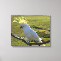Australisch Geel Sulfur Crested Cockato