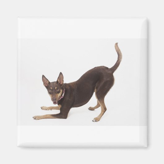 Australisch Kelpie Magneet (Voorkant)