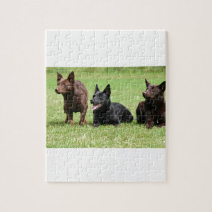 Australisch Kelpie Puppies Legpuzzel