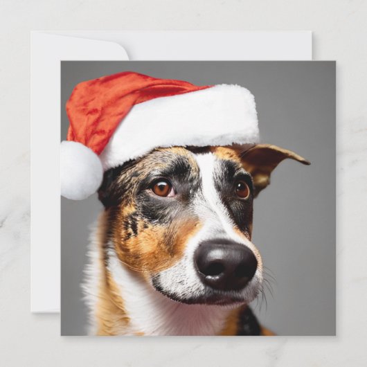 Australisch kerstfeest bij katten (Voorkant)