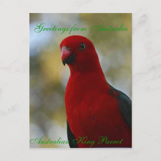Australisch King Parrot Poster Briefkaart (Voorkant)