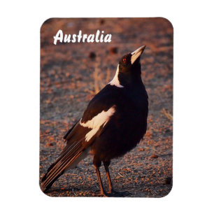 Australisch Magpie-fotomagneet Magneet