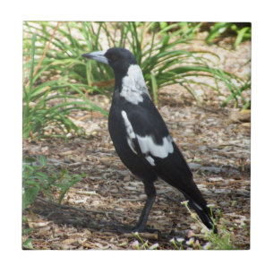 Australisch Magpie Tile Tegeltje