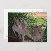 Australisch Oost Gray Kangaroo Briefkaart (Voorkant / Achterkant)