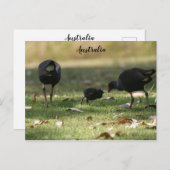 Australisch Paars Swamphen & Baby Chick Briefkaart (Voorkant / Achterkant)